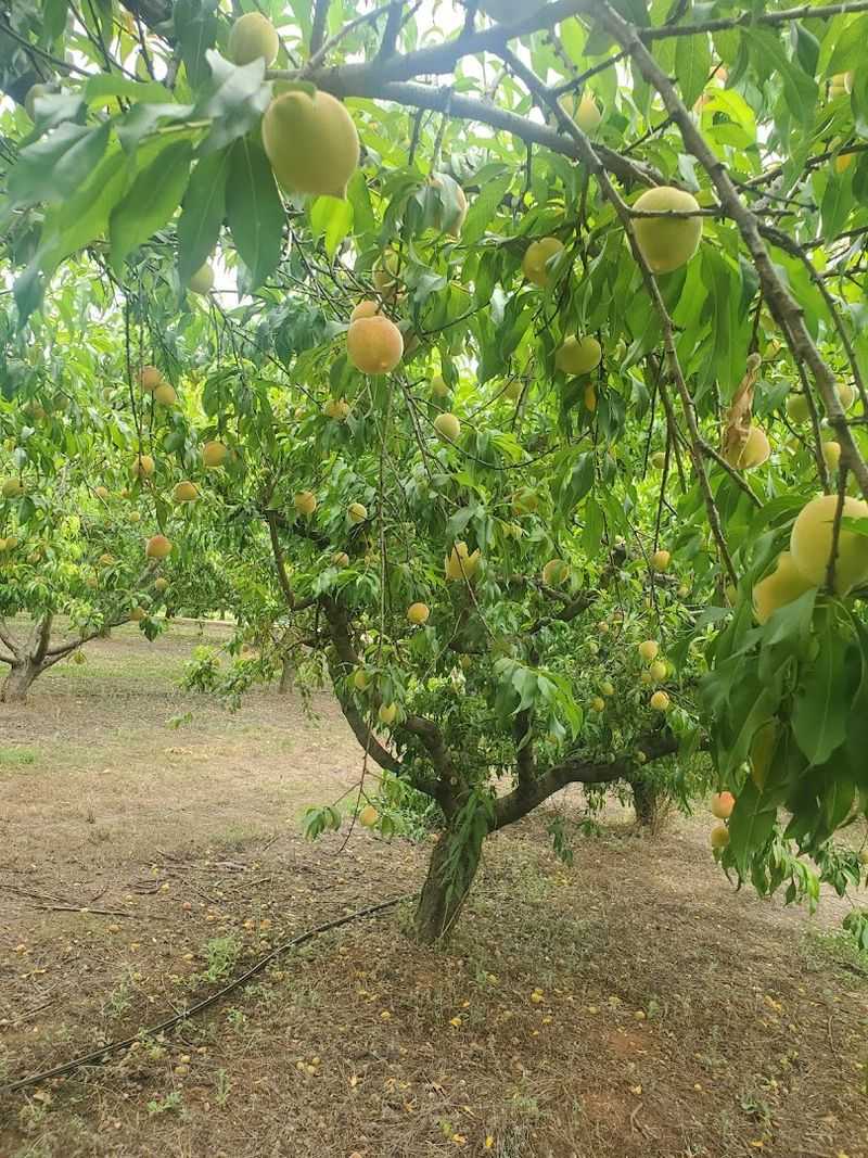 Southern Belle Farm, McDonough