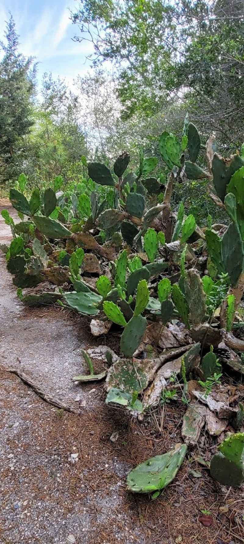 Head To This Underrated Georgia Beach For An Incredible Fossil Hunting Adventure - Decor Hint The One-Mile Trail That Builds Serious Anticipation