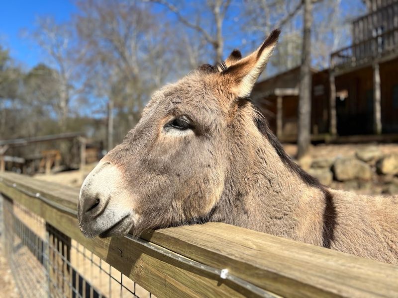 This Incredible Wildlife Sanctuary In Georgia Is Perfect For Families - Decor Hint Gem Mining Is A Surprisingly Big Hit