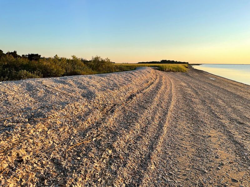 Head To This Underrated Georgia Beach For An Incredible Fossil Hunting Adventure - Decor Hint Ancient Artifacts And The Island's Layered History