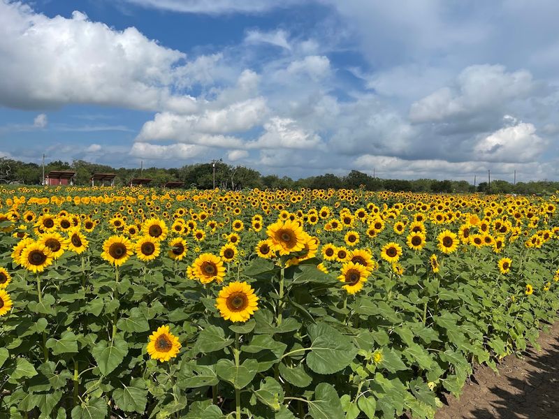 This Family Texas Farm Lets You Pick Fresh Peaches And Sunflowers Side By Side - Decor Hint Sunflower Fields That Beg To Be Photographed