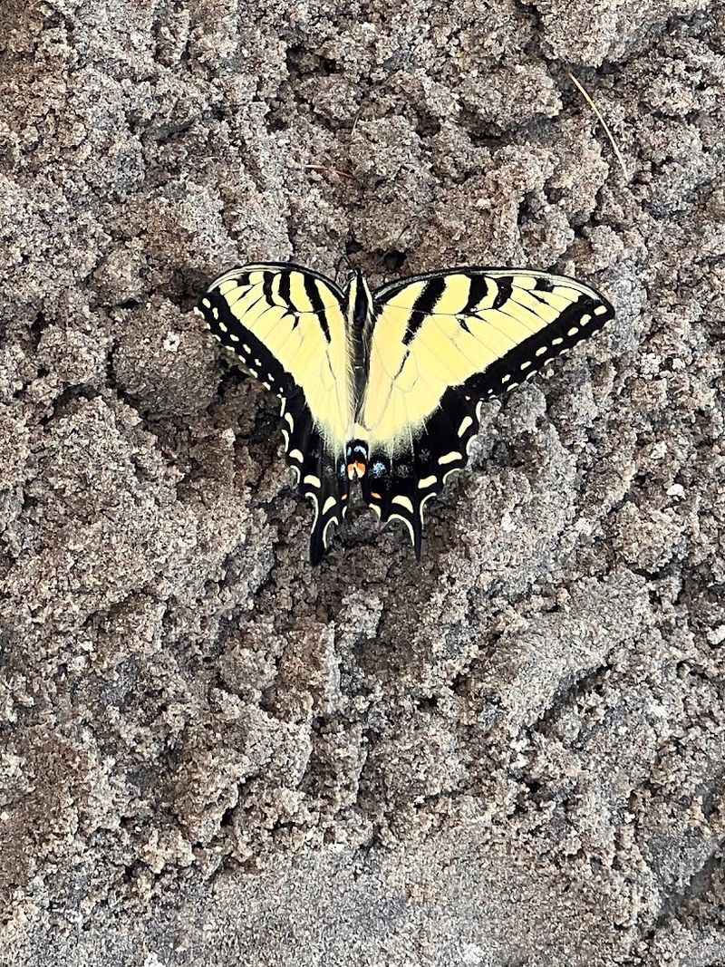 This Short Connecticut Hike Leads To A Scenic Waterfall And A Refreshing Swimming Area - Decor Hint Wildlife And Nature Is What You Might Spot Along The Way