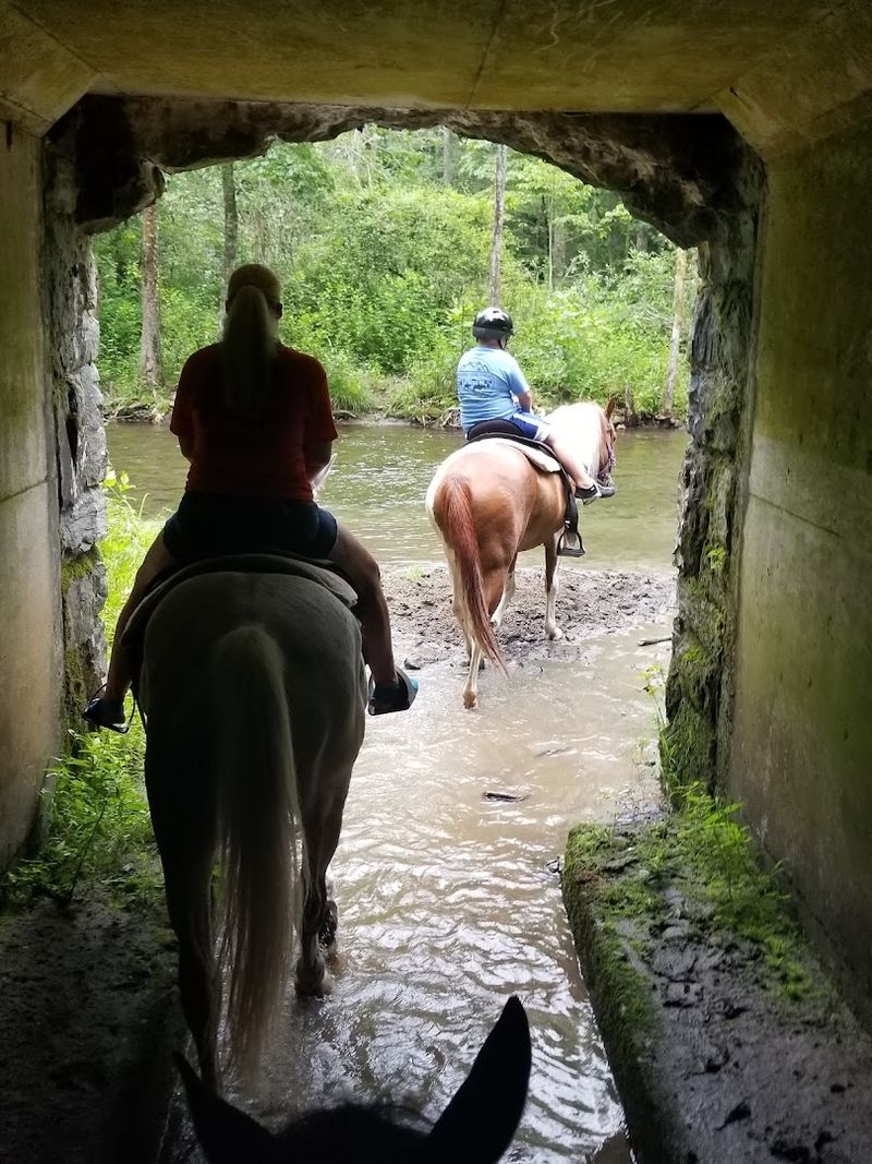 A Saddle View Makes The Forest Feel Different