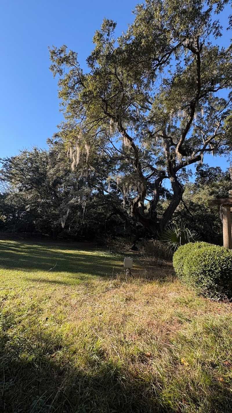Old Live Oaks Bring Southern Mystery Without Trying