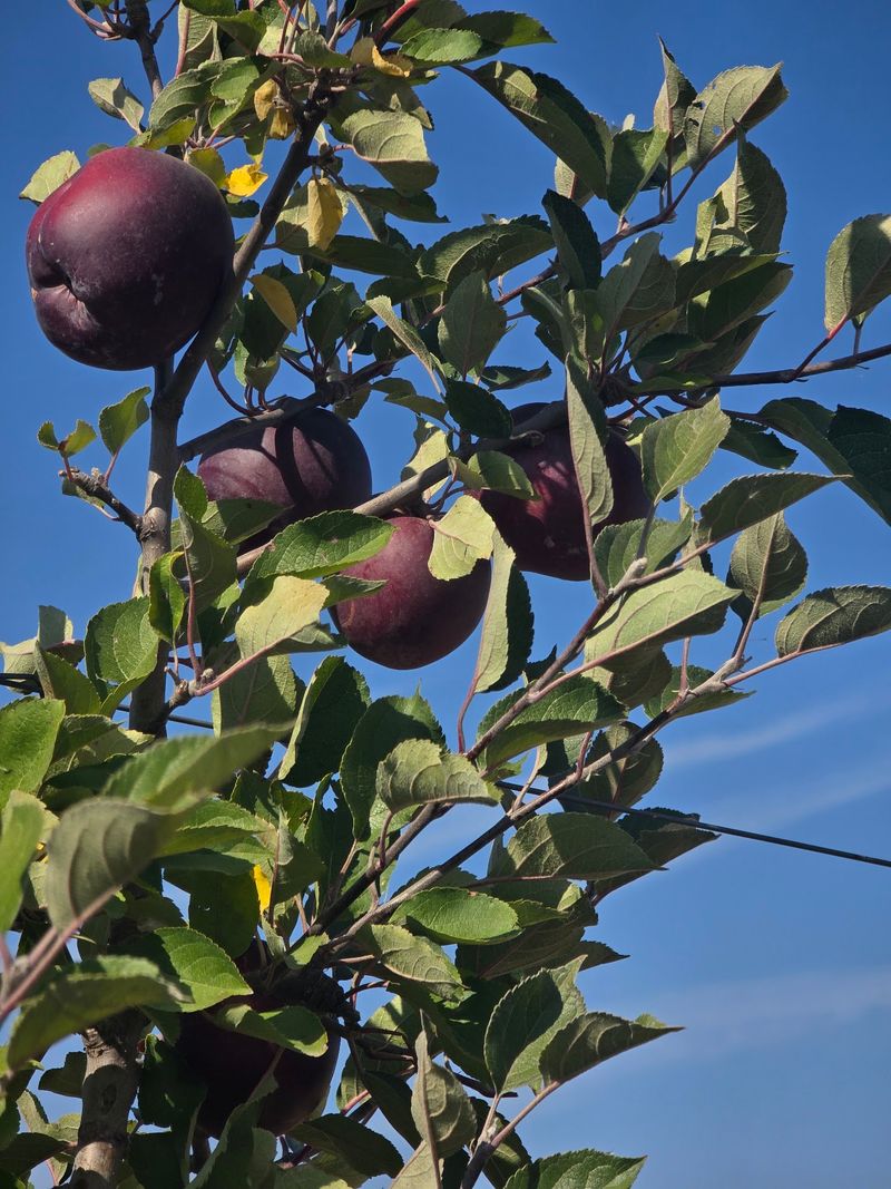 More Than 25 Apple Varieties Grow Here
