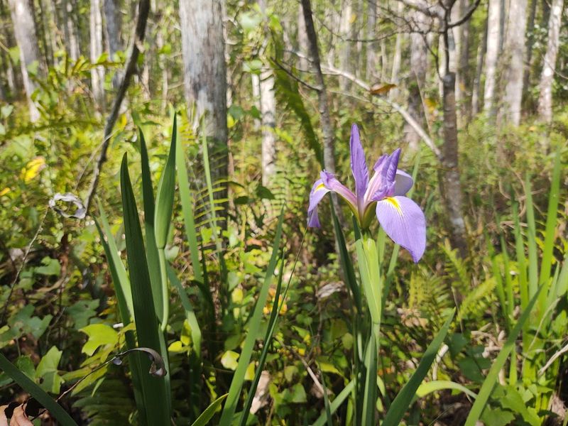 This 2-Mile Florida Trail Is Our July Hike Of The Season - Decor Hint Plants Along The Trail That Are Worth Stopping For