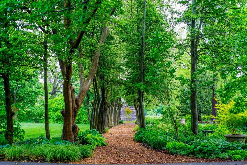 Trees That Have Been Growing Longer Than You Have Been Alive