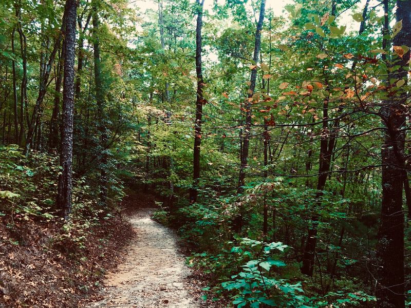 A Rainforest Climate Right Here In The USA