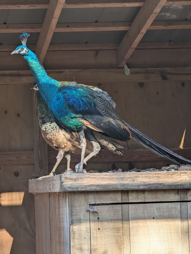 The Charming Georgia Trail Where Unexpected Peacock Encounters Make Every Visit Unforgettable - Decor Hint The Peacocks Roaming Freely On The Grounds