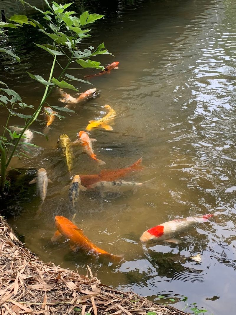 Wildlife That Shares The Garden With You