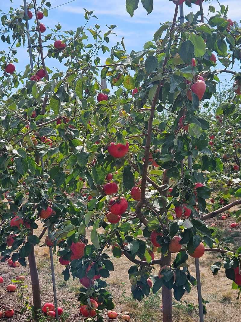 Every Apple Variety Costs The Same