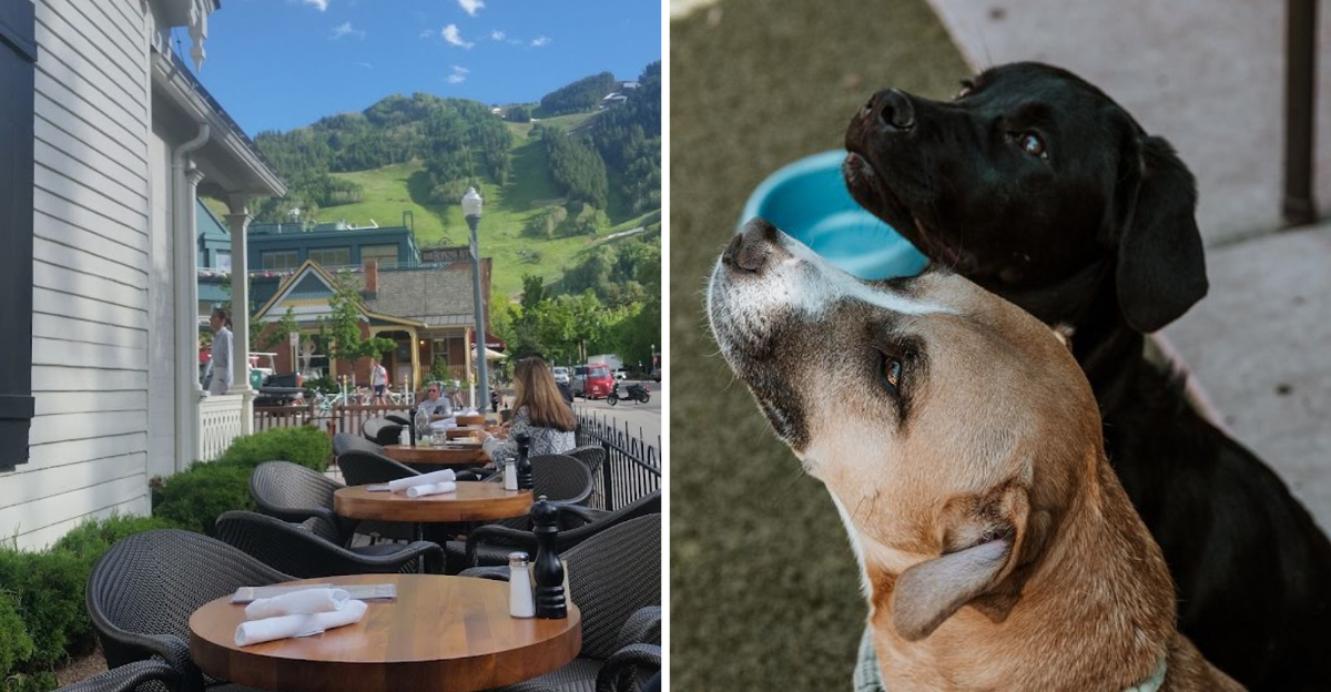 These 10 Colorado Restaurants Treat Your Dog Like One Of The Family Members - Decor Hint
