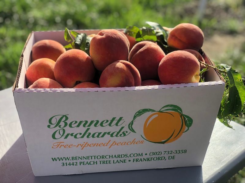 Bennett Orchards, Frankford