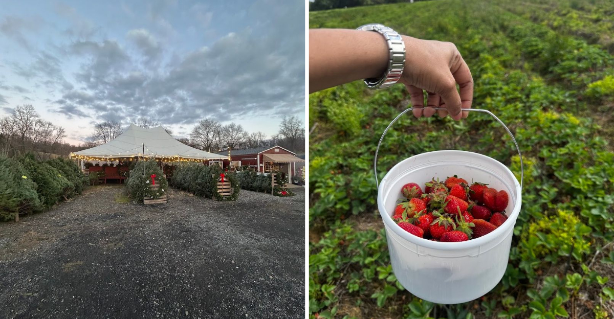 These 10 Delaware Fruit Farms Are The Sweetest Summer Stops - Decor Hint
