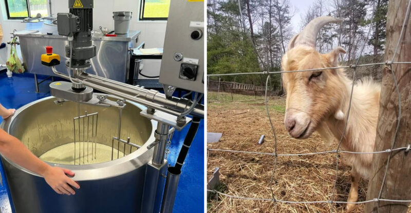 These 10 Georgia Cheese Shops, Creameries, And Dairy Farms Are Ready For Visitors