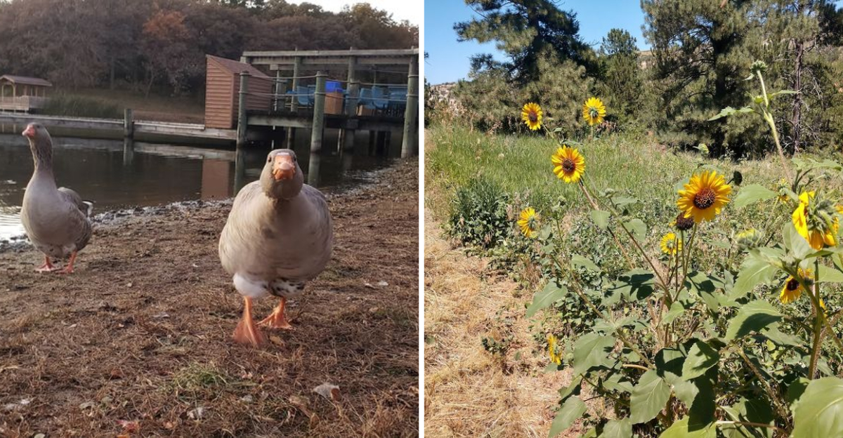 These 10 Nebraska Nature Escapes Come Alive With Wildflowers And Birds Every Summer - Decor Hint