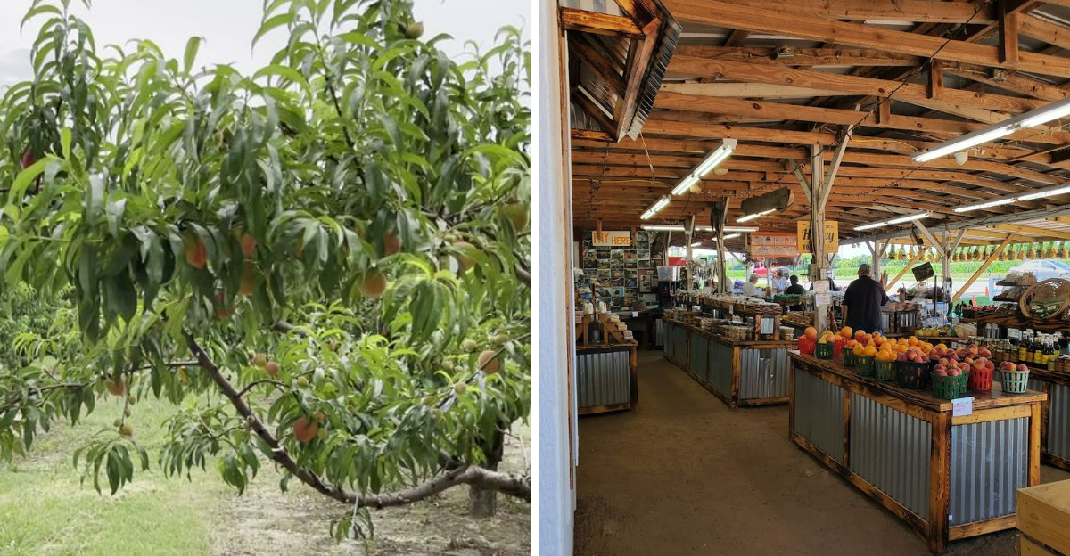These 11 Georgia Peach Stops Are The Sweetest Reason To Hit The Road - Decor Hint