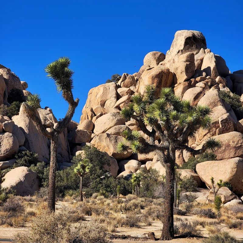 These 12 California Trails Lead To Giant Boulders, Slot Canyons, And Surreal Rock Formations - Decor Hint Hidden Valley Trail, Joshua Tree National Park