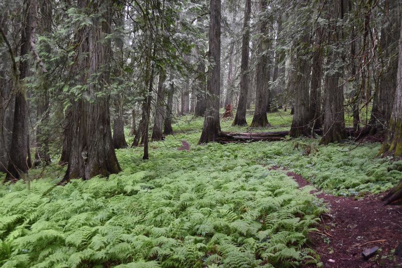 Hobo Cedar Grove Trail No. 255