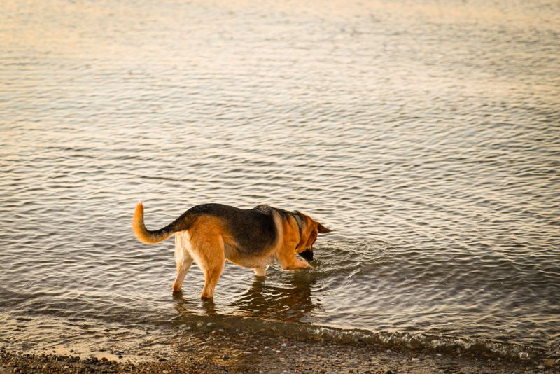 Dog Beach Park