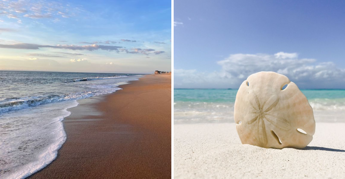 These 8 North Carolina Beaches Where Sand Dollars Wash Up Like Hidden Treasure - Decor Hint