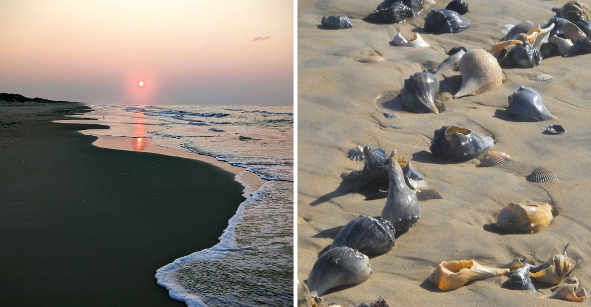 These 9 North Carolina Coastal Spots Where Beachcombers Find Unexpected Treasures - Decor Hint