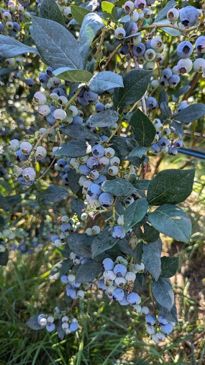 These Idaho Blueberry Farms Are Hitting Peak Picking Season With Buckets Ready - Decor Hint Shingle Mill Blueberry Farm