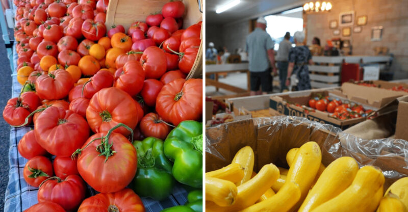 These Idaho Farms Grow The Kind Of Tomatoes Grocery Stores Cannot Compete With
