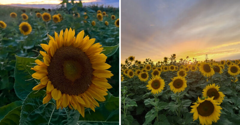 These Idaho Flower Farms Are Starting To Glow With Sunflowers