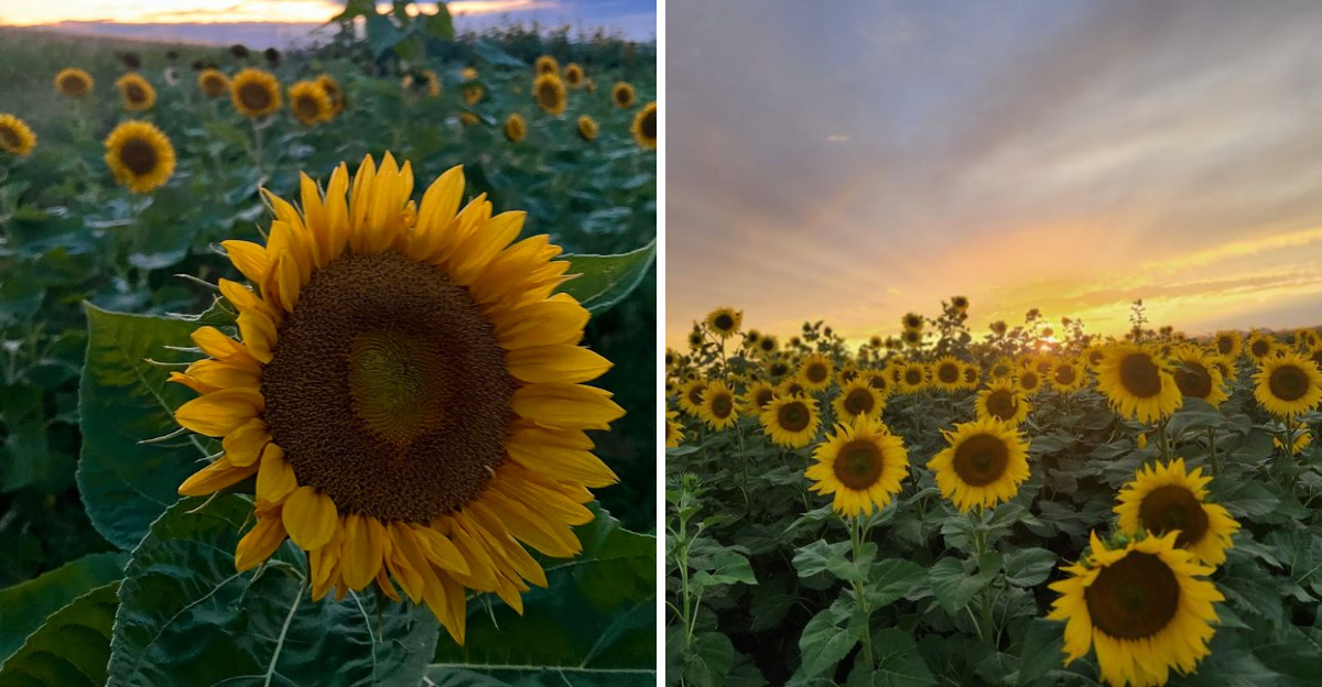 These Idaho Flower Farms Are Starting To Glow With Sunflowers - Decor Hint