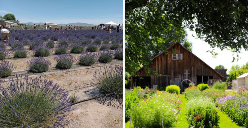 These Idaho Flower Fields Are Bursting Into Their Brightest Summer Colors