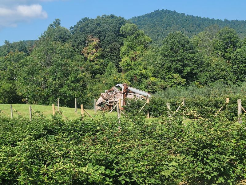 These North Carolina Blackberry Farms Are Entering Their Sweetest Picking Weeks - Decor Hint Jeter Mountain Farm