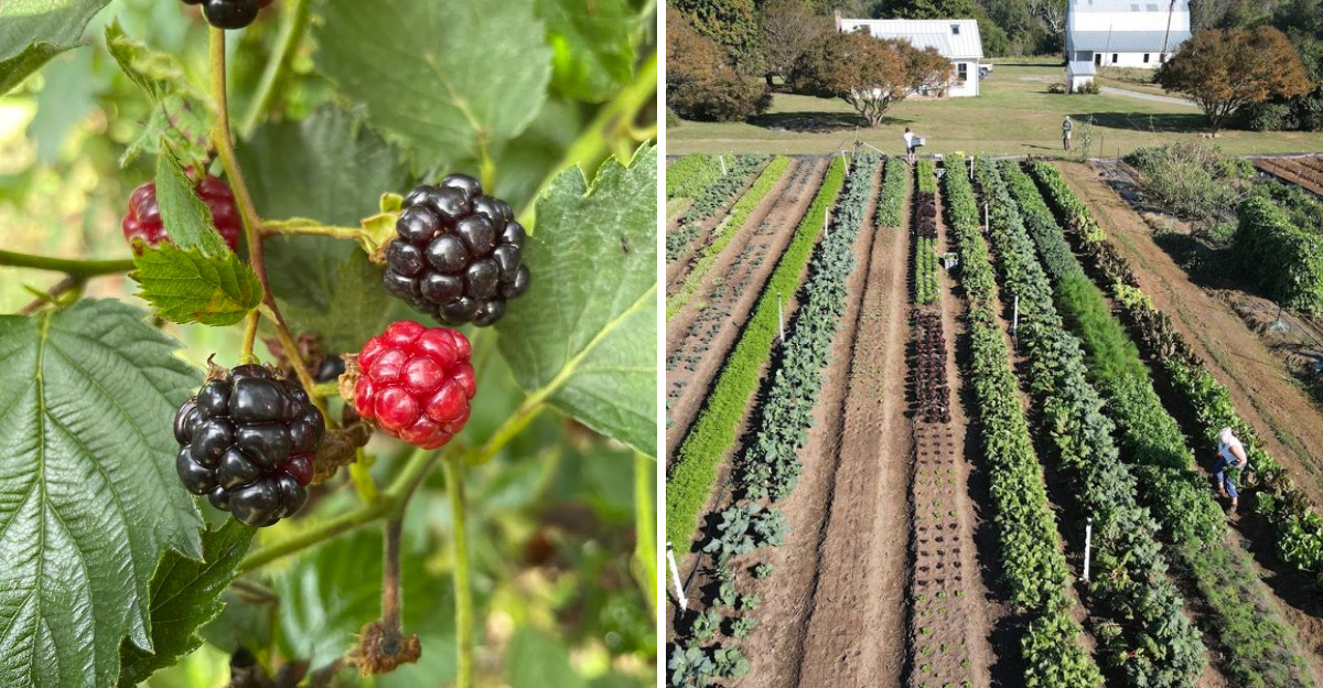 These North Carolina Blackberry Farms Are Entering Their Sweetest Picking Weeks - Decor Hint