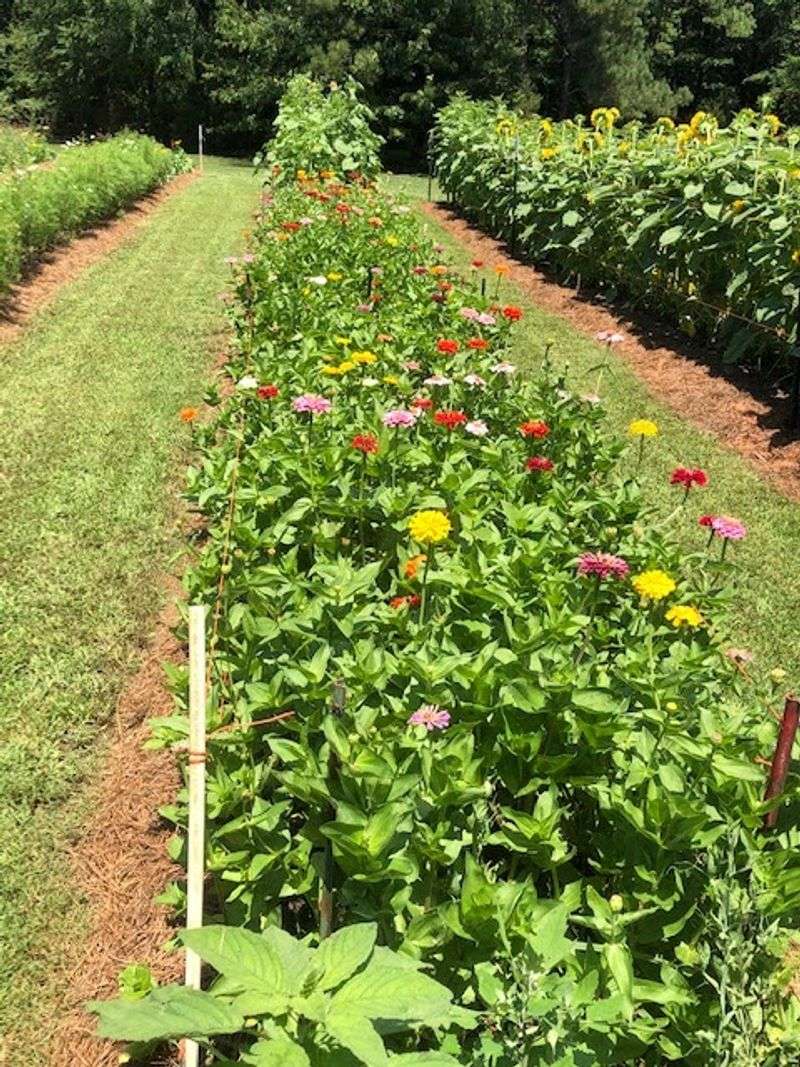 Jordan Lake Farms