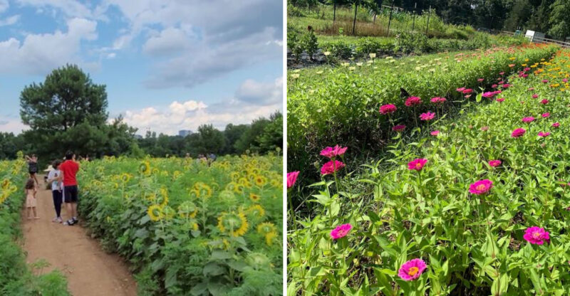 These North Carolina Flower Fields Are Putting On A Full Summer Show