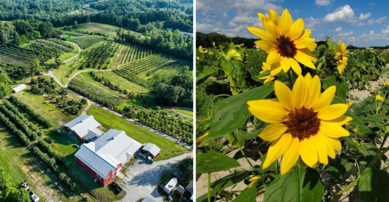 These North Carolina Orchards Are Turning Fresh Fruit Into A Weekend Plan