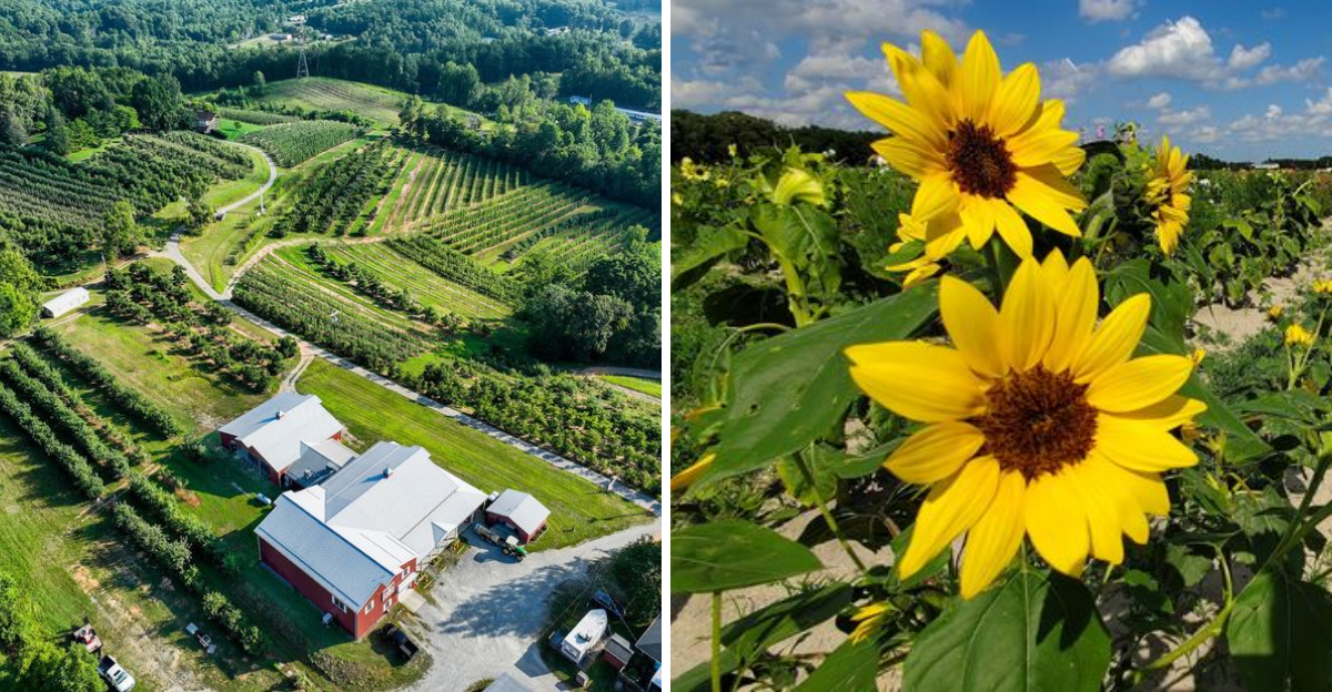These North Carolina Orchards Are Turning Fresh Fruit Into A Weekend Plan - Decor Hint