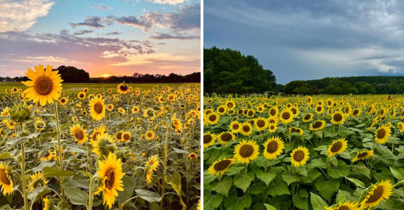 These North Carolina Sunflower Fields Are Beginning To Bloom