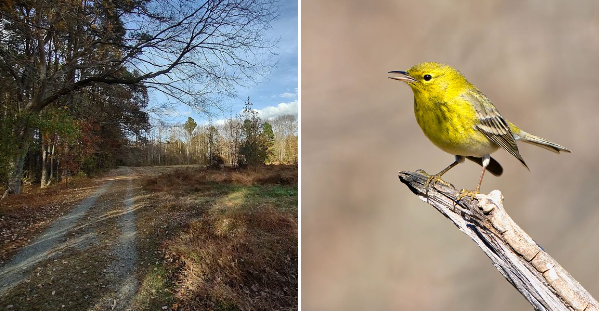 This 1.8 Mile North Carolina Trail Crosses A Hidden Birding Reserve Most Drivers Never Notice - Decor Hint