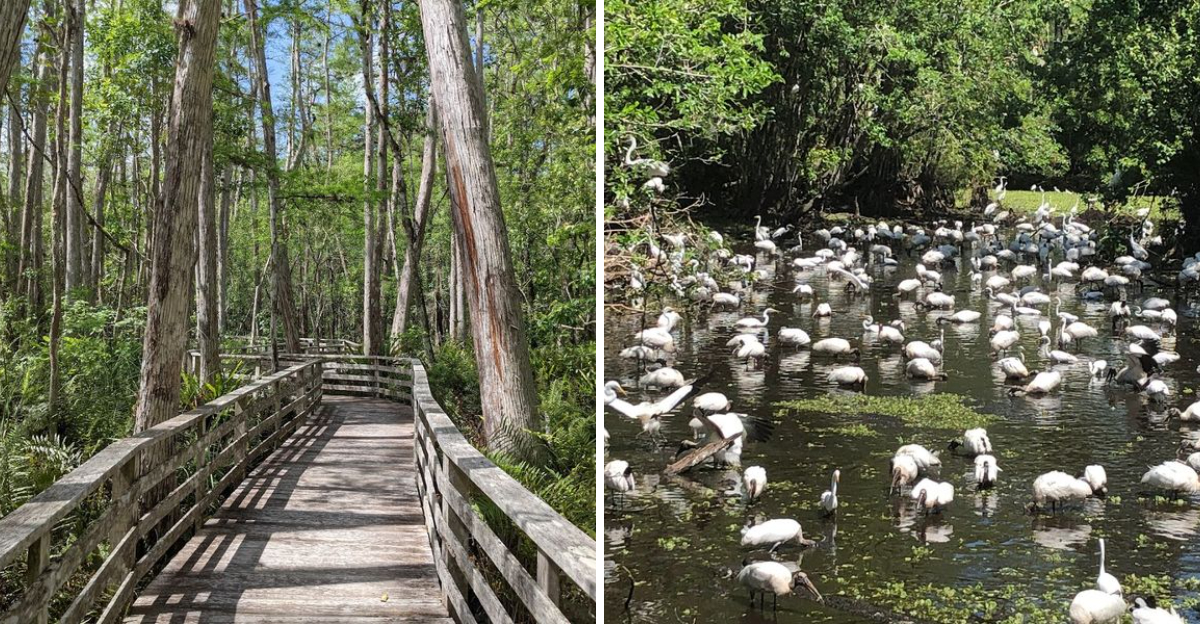 This 2 Mile Florida Trail Is Our July Hike Of The Season - Decor Hint