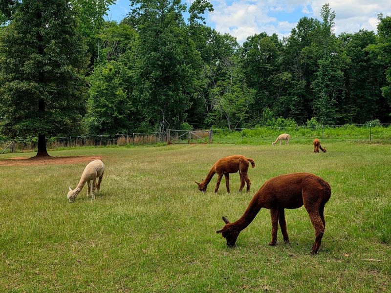 This Adorable North Carolina Farm Offers Scenic Walks With Friendly Alpacas - Decor Hint Choose An Alpaca To Join You On The Trail
