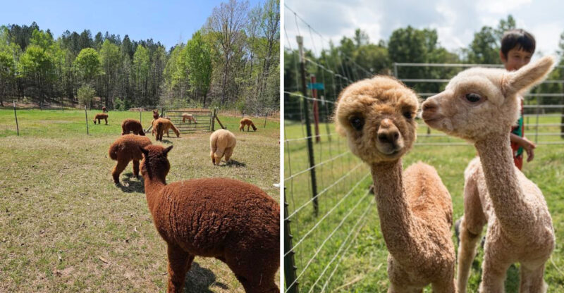 This Adorable North Carolina Farm Offers Scenic Walks With Friendly Alpacas