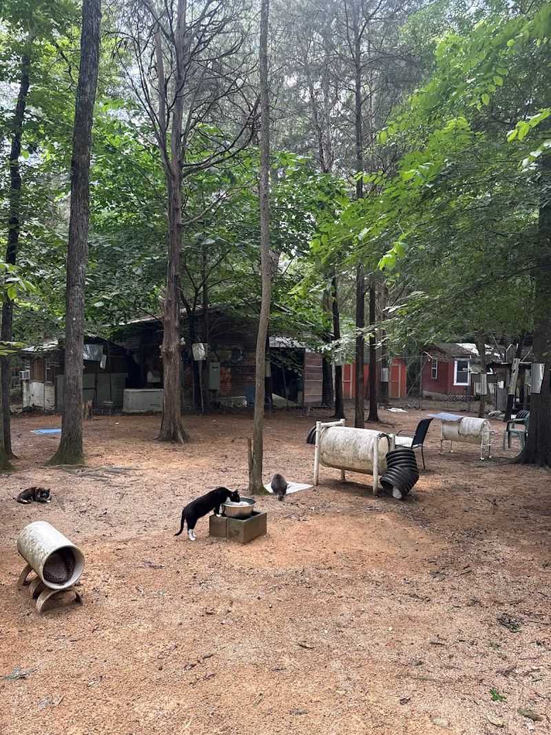 Meet The Rescued Cats Roaming Freely Around The Sanctuary