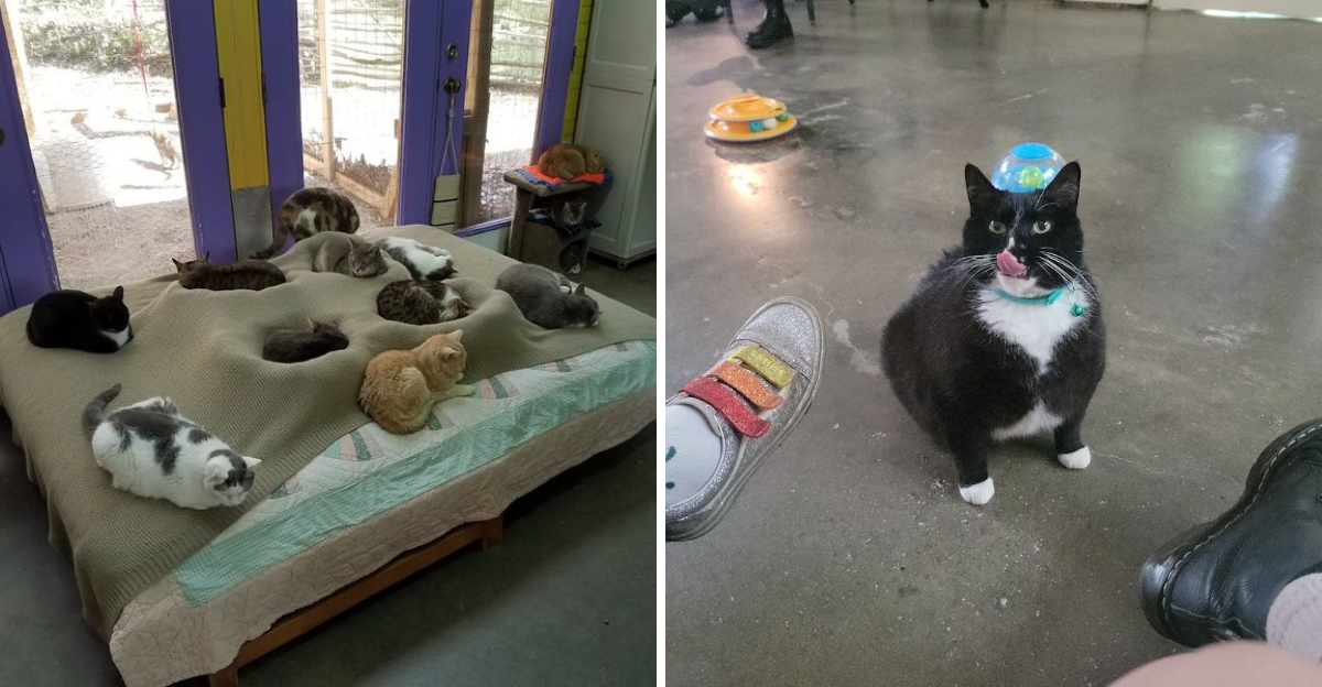 This Cage Free North Carolina Sanctuary Gives Rescued Cats The Love Safety And Second Chance They Deserve - Decor Hint