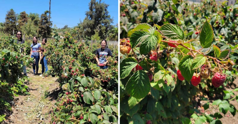 This California Farm Lets You Pick Your Own Summer Berries For Just $5 Admission