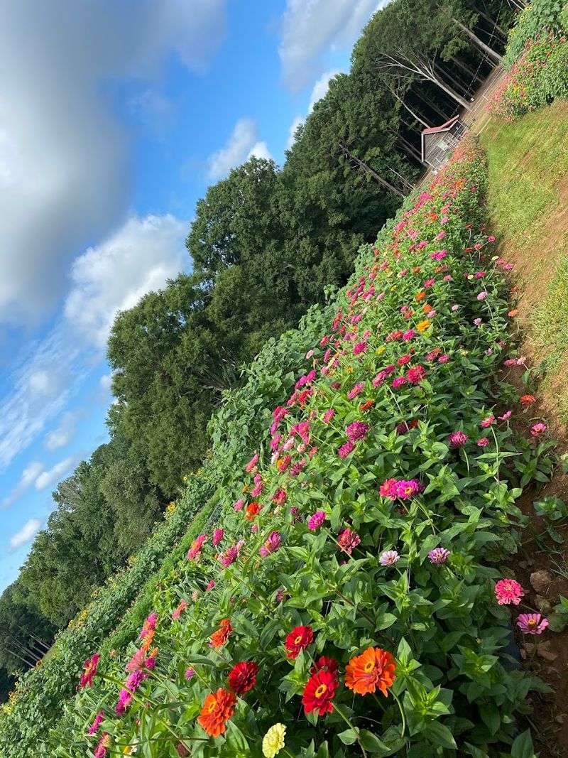 This Charming Georgia Farm Lets You Pick Fresh Flowers, Seasonal Produce, And Pure Country Peace - Decor Hint U-Pick Flowers With Over 100 Varieties