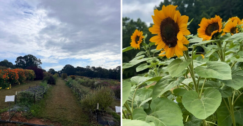 This Charming Georgia Farm Lets You Pick Fresh Flowers, Seasonal Produce, And Pure Country Peace