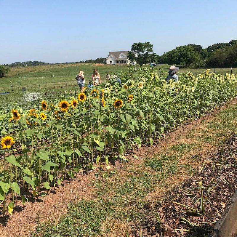 A Farm That Literally Grows Joy