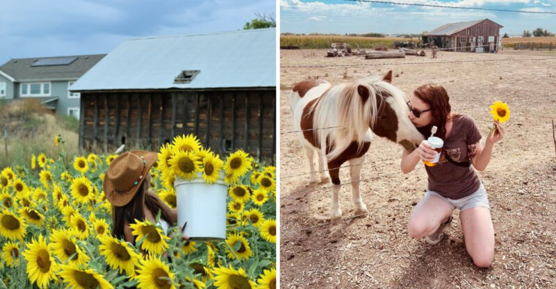 This Colorado Farm Grows Huge Sunflower Fields You Can Visit, And All It Asks Is A Small Donation