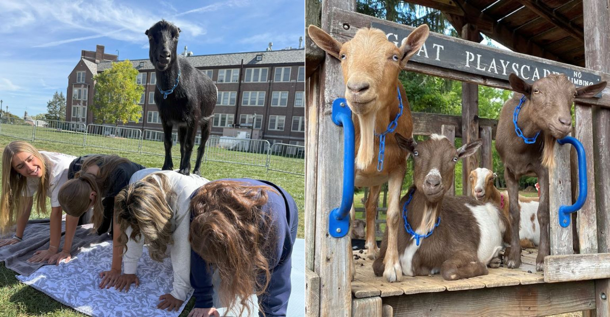 This Connecticut Animal Sanctuary Is Worth Visiting For Its One Of A Kind Animal Yoga Sessions - Decor Hint